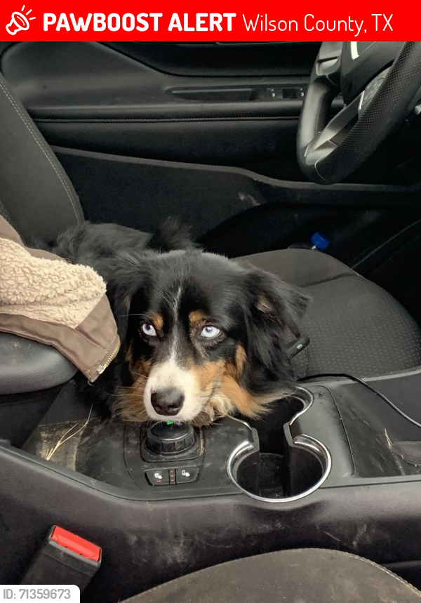 Lost Female Dog last seen Near Nockenut rd, Wilson County, TX 78160