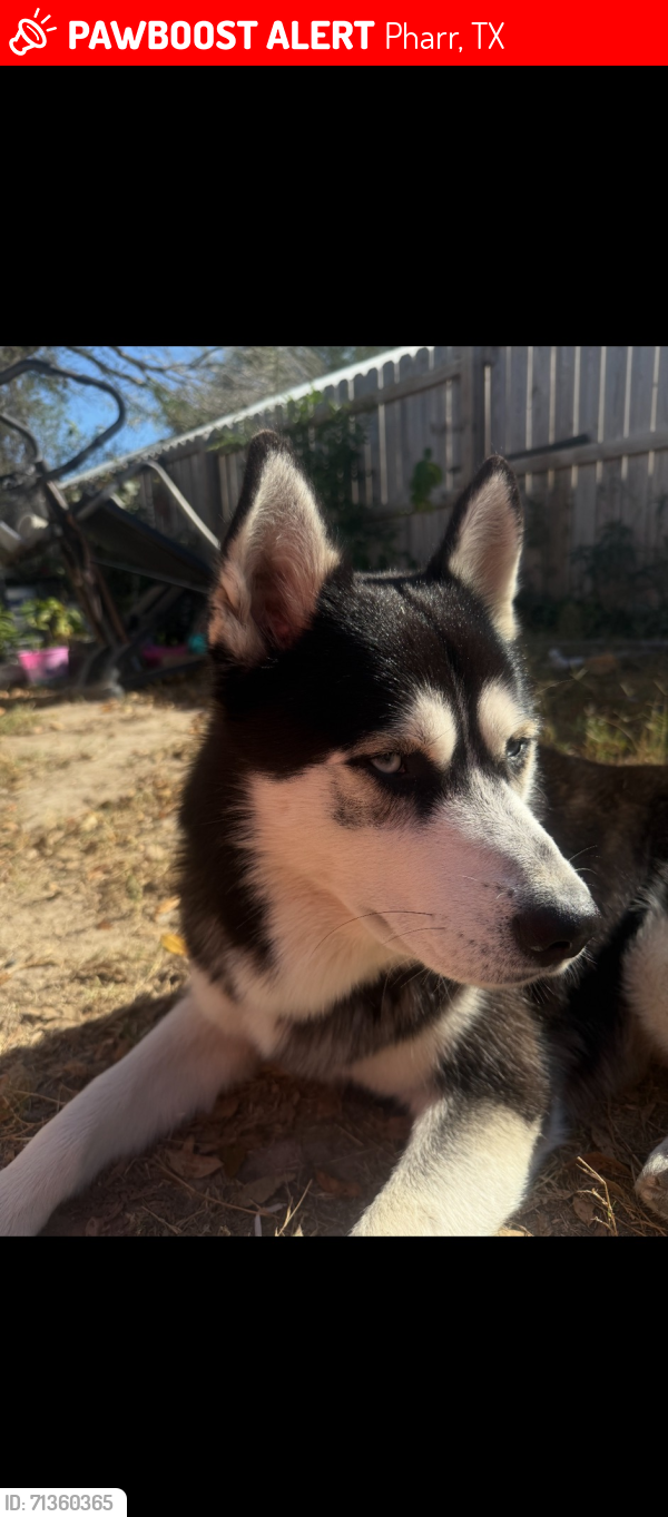 Lost Male Dog last seen Sioux, sugar rd and Jackson rd, Pharr, TX 78577