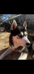 Lost Male Dog last seen Sioux, sugar rd and Jackson rd, Pharr, TX 78577