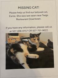 Lost Female Cat last seen 5th Street SW & 5th Ave SW, Rochester, MN 55902