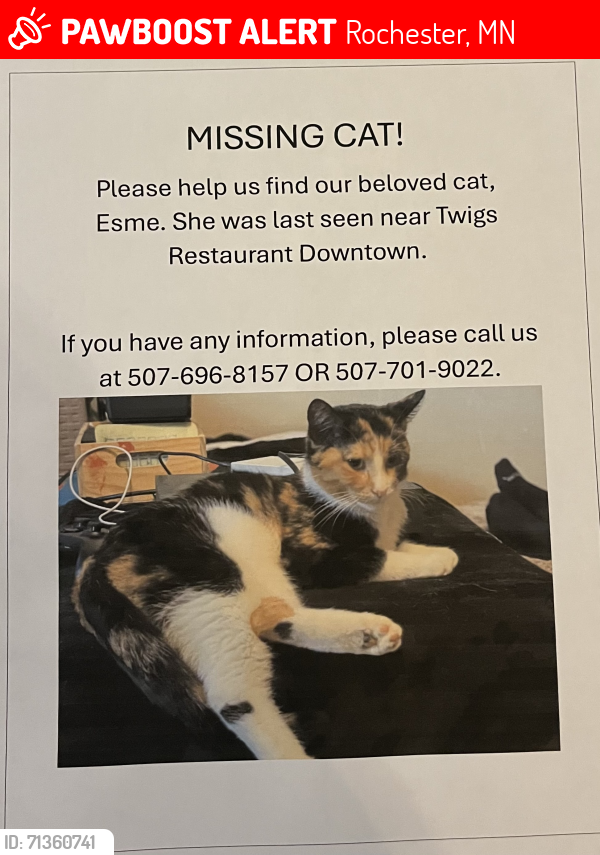 Lost Female Cat last seen 5th Street SW & 5th Ave SW, Rochester, MN 55902