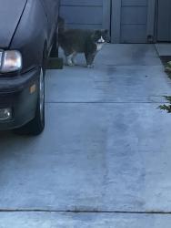 Lost Male Cat last seen Halison & Ingrum Way, Torrance, Torrance, CA 90503