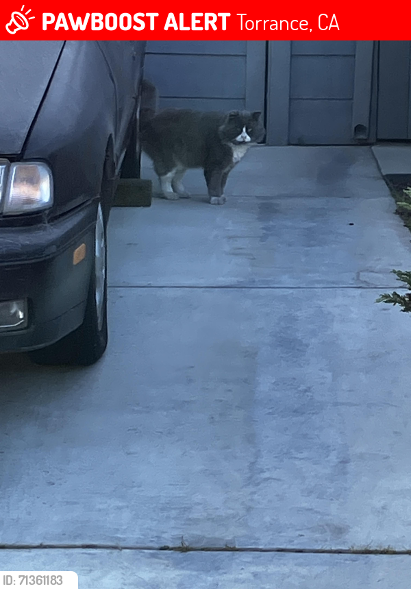 Lost Male Cat last seen Halison & Ingrum Way, Torrance, Torrance, CA 90503