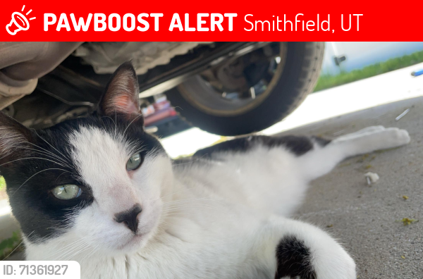 Lost Male Cat last seen Sunrise elementary, 225 S 544 E, Smithfield UT 84335, Smithfield, UT 84335