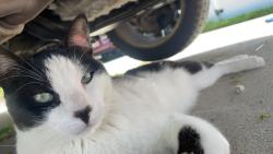 Lost Male Cat last seen Sunrise elementary, 225 S 544 E, Smithfield UT 84335, Smithfield, UT 84335