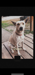 Lost Female Dog last seen LeClerc Rd and kings lake rd , Cusick, WA 99119