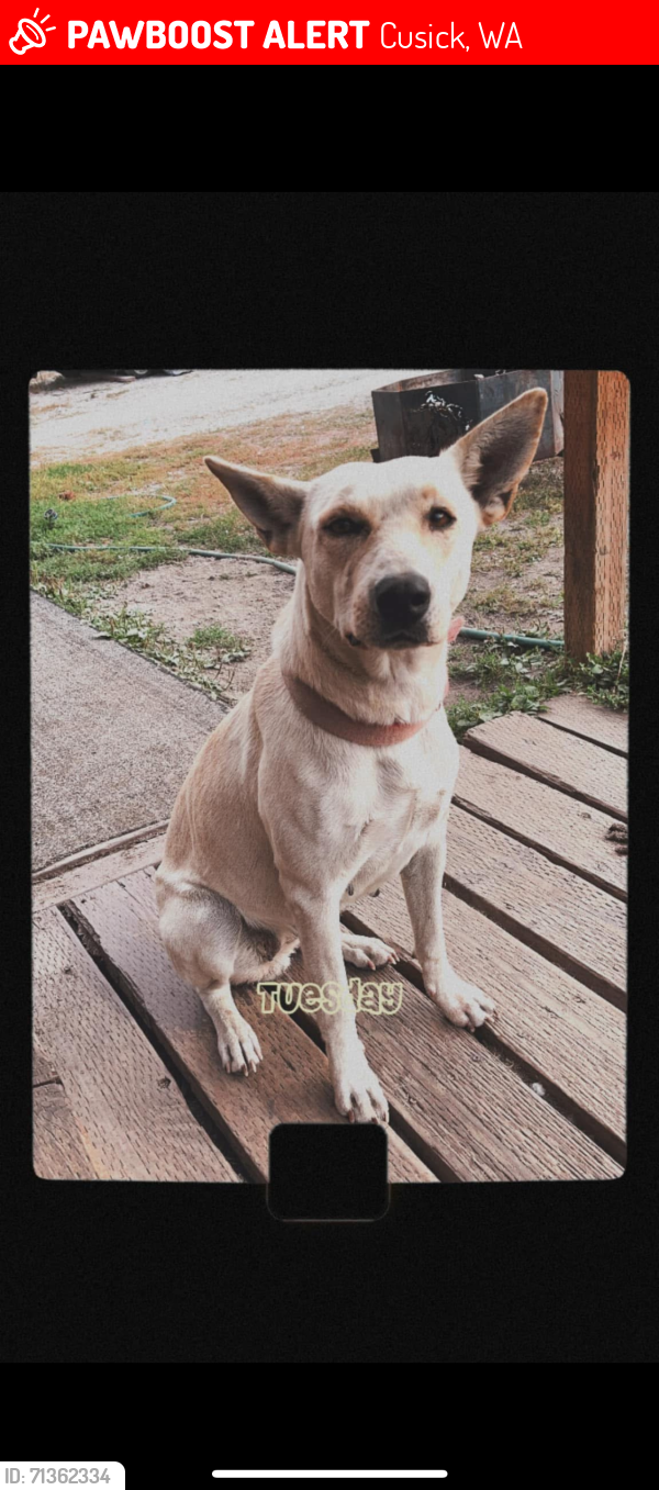 Lost Female Dog last seen LeClerc Rd and kings lake rd , Cusick, WA 99119