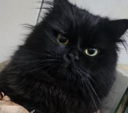 Lost Male Cat last seen Sayer St, Montgomery, AL 36104