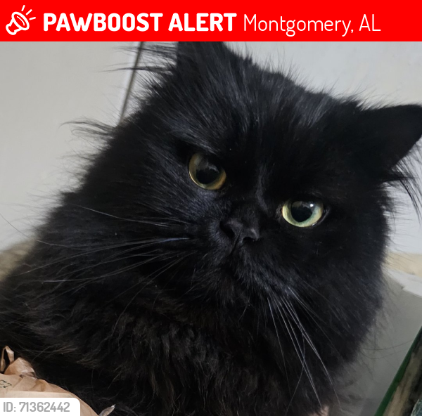 Lost Male Cat last seen Sayer St, Montgomery, AL 36104