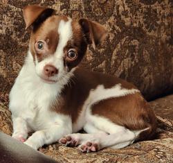 Lost Male Dog last seen 154th Dr. and Utley Rd., Snohomish, WA 98290