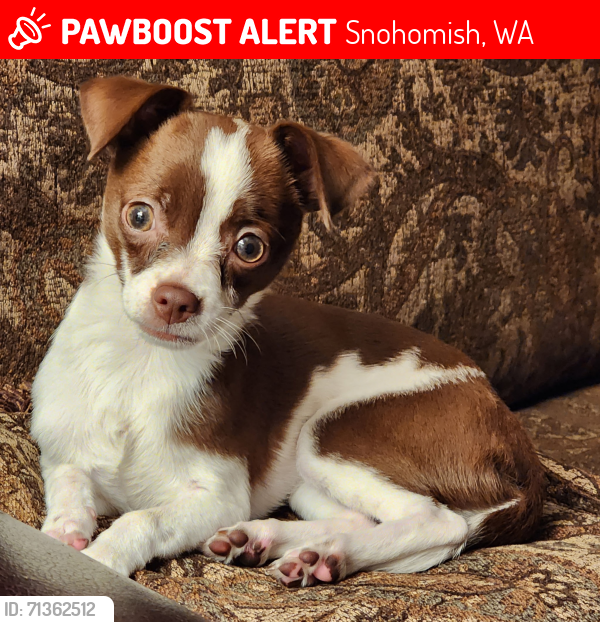 Lost Male Dog last seen 154th Dr. and Utley Rd., Snohomish, WA 98290