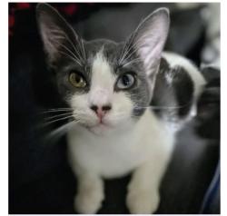 Lost Female Cat last seen Pearl and 10th st, Jacksonville, FL 32206
