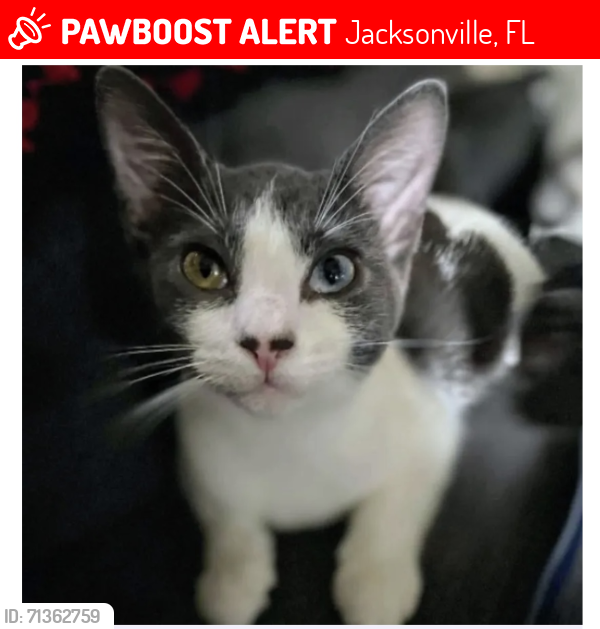 Lost Female Cat last seen Pearl and 10th st, Jacksonville, FL 32206
