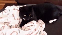 Lost Male Cat last seen NE 59th Street & Hazel Dell Ave., Hazel Dell, WA 98665