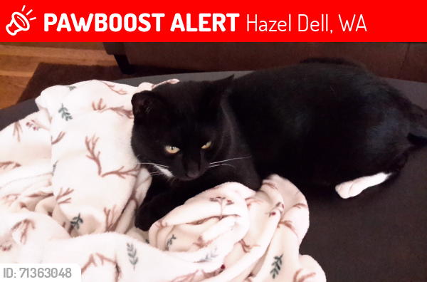 Lost Male Cat last seen NE 59th Street & Hazel Dell Ave., Hazel Dell, WA 98665