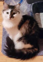 Lost Female Cat last seen 180th St SW and Larch Way, Larch Way, WA 98037
