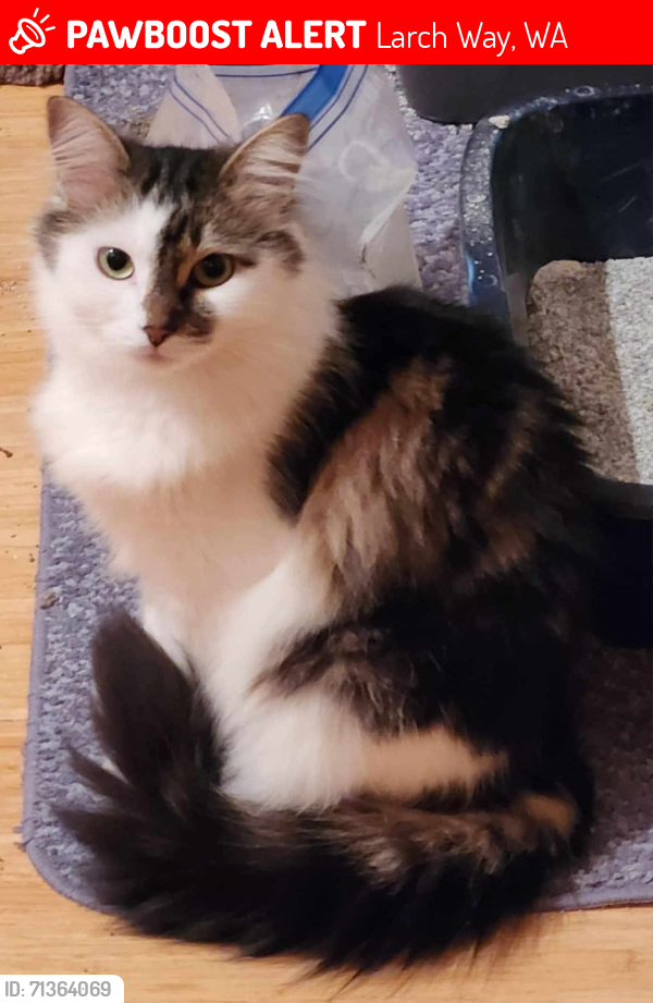 Lost Female Cat last seen 180th St SW and Larch Way, Larch Way, WA 98037