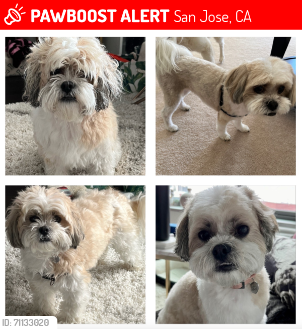 Lost Female Dog last seen San Felipe Rd behind St Francis Church & Thompson Creek, San Jose, CA 95138