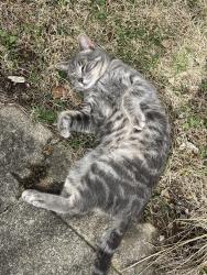Found/Stray Male Cat last seen Near Ricart Auto Mall, Columbus, OH 43125
