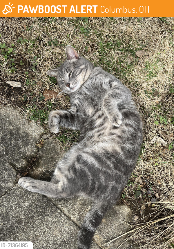 Found/Stray Male Cat last seen Near Ricart Auto Mall, Columbus, OH 43125