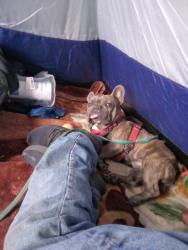 Lost Male Dog last seen Soledad Alley way, Salinas, CA 93901