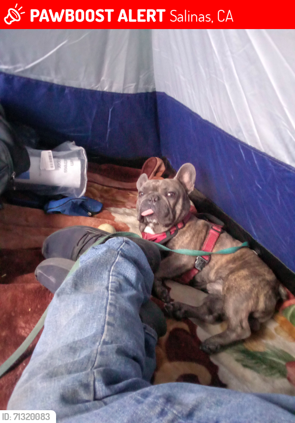 Lost Male Dog last seen Soledad Alley way, Salinas, CA 93901