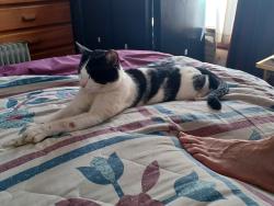 Lost Male Cat last seen Edinburgh, San Francisco, CA 94112