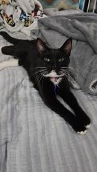 Lost Female Cat last seen Close to Mcdonalds , Lincolnton, NC 28092