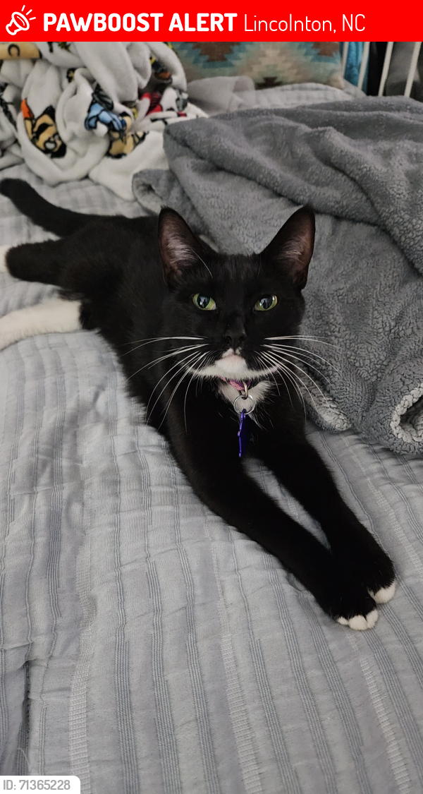 Lost Female Cat last seen Close to Mcdonalds , Lincolnton, NC 28092