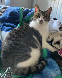 Lost Male Cat last seen Avon place and dominion ave, Port Coquitlam, BC 
