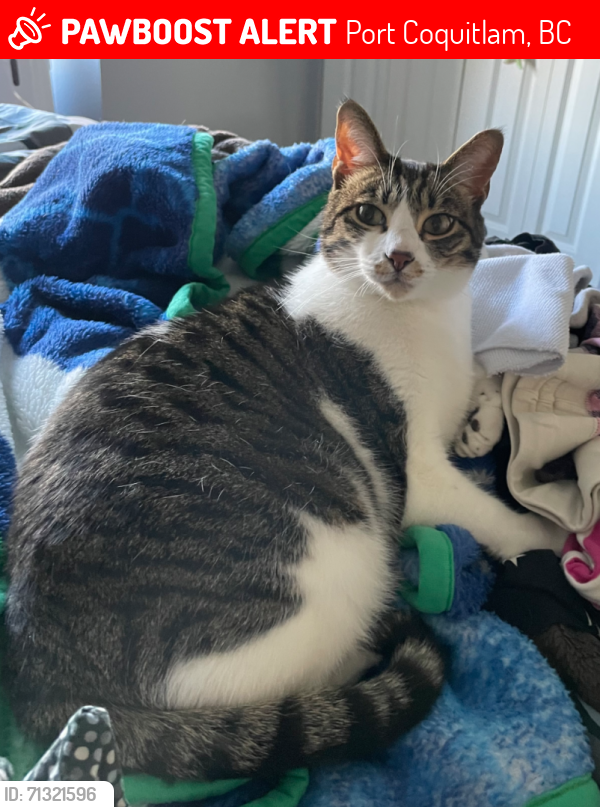 Lost Male Cat last seen Avon place and dominion ave, Port Coquitlam, BC 