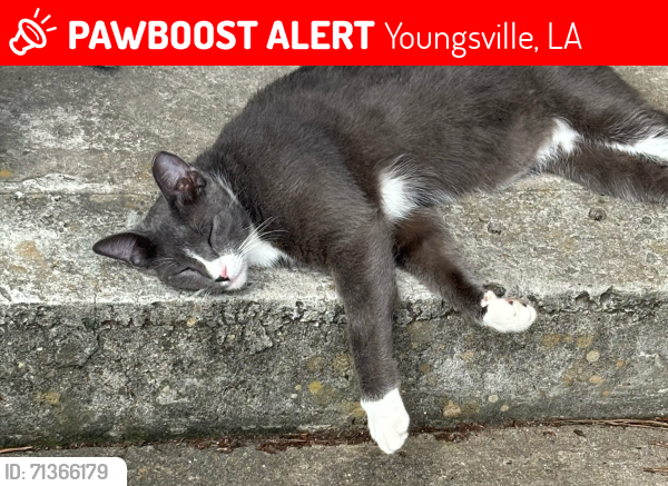 Lost Male Cat last seen Near Carriage Light Loop, Youngsville, LA 70592