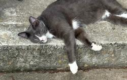 Lost Male Cat last seen Near Carriage Light Loop, Youngsville, LA 70592