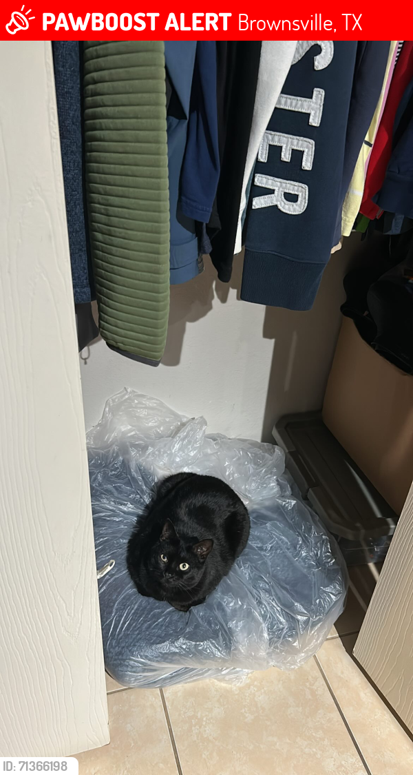 Lost Female Cat last seen Near Chadwick Pl, Brownsville, TX 78520