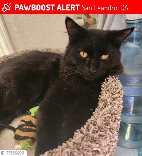 Lost Male Cat last seen 159th Ave , San Leandro, CA 94578