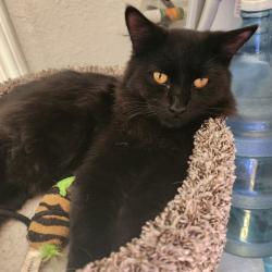Lost Male Cat last seen 159th Ave , San Leandro, CA 94578