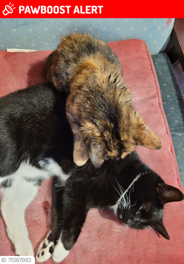Lost Female Cat last seen Newtownhamilton , Newtownhamilton, Northern Ireland BT35 0HZ