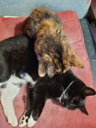Lost Female Cat last seen Newtownhamilton , Newtownhamilton, Northern Ireland BT35 0HZ