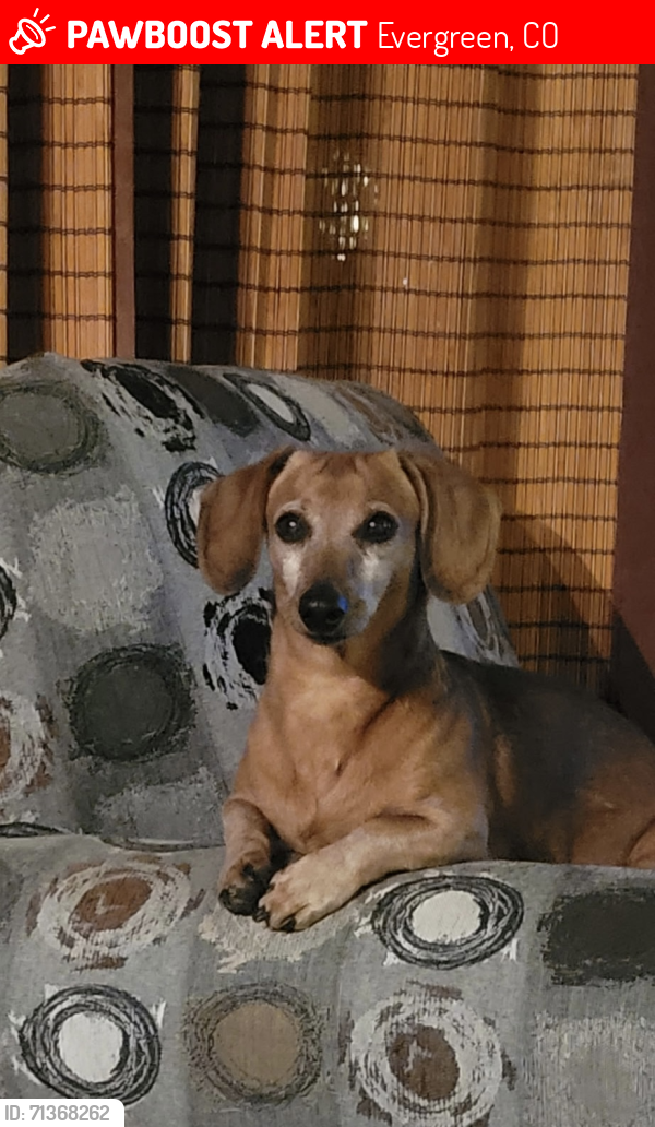 Lost Male Dog last seen Floyd Hill Area, cross streets Hwy40 & Floyd Hill Way, Evergreen, CO 80439