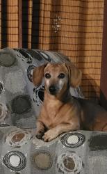 Lost Male Dog last seen Floyd Hill Area, cross streets Hwy40 & Floyd Hill Way, Evergreen, CO 80439