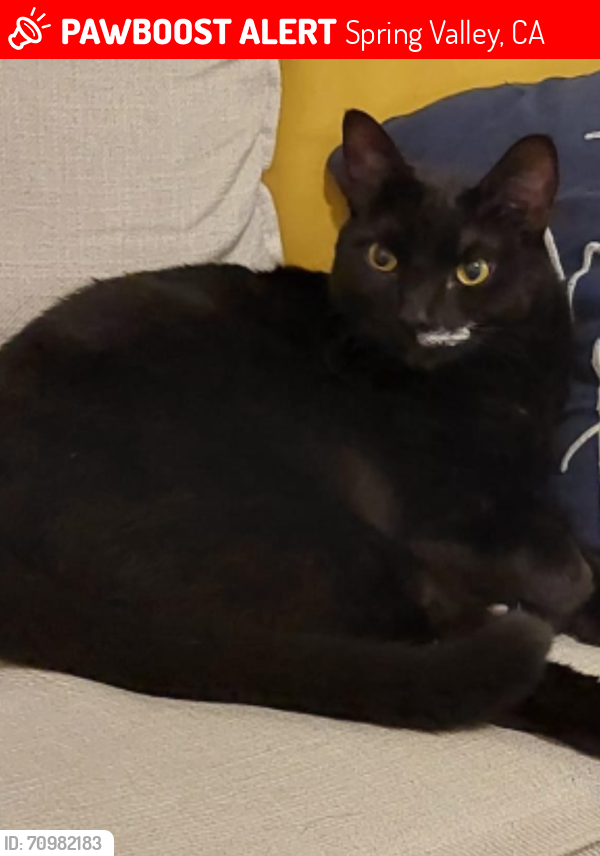 Lost Female Cat last seen Jamacha Blvd, Spring Valley, CA 91978