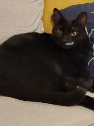 Lost Female Cat last seen Jamacha Blvd, Spring Valley, CA 91978