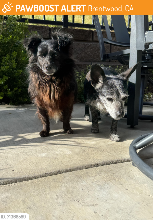 Rehomed Unknown Dog last seen Miwok Ave & Vineyard parkway, Brentwood, CA94513, Brentwood, CA 94513