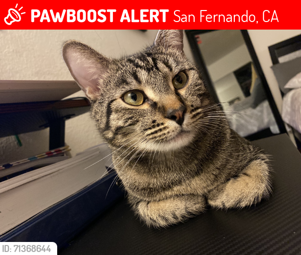 Lost Male Cat last seen Fox street, San Fernando, CA 91340