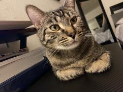 Lost Male Cat last seen Fox street, San Fernando, CA 91340