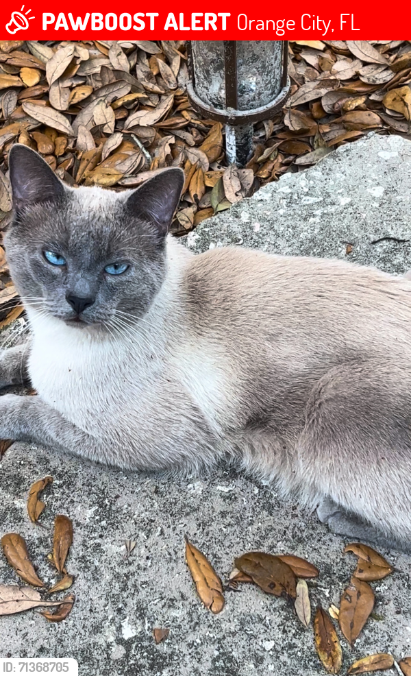 Lost Male Cat last seen Spring Cavern Ave & Leavitt Ave , Orange City, FL 32763