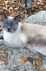 Lost Male Cat last seen Spring Cavern Ave & Leavitt Ave , Orange City, FL 32763