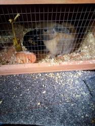 Lost Male Rabbit last seen Hetton le hole , Hetton-le-Hole, England 