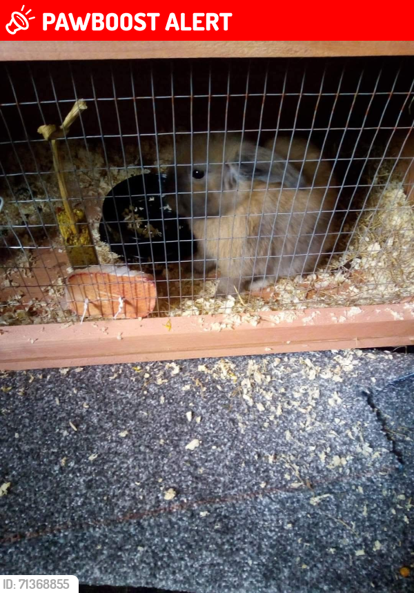 Lost Male Rabbit last seen Hetton le hole , Hetton-le-Hole, England 