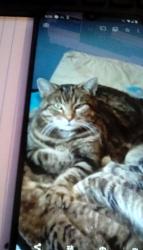 Lost Male Cat last seen County Rd 43 and County Rd 15, Big Lake, MN 55309